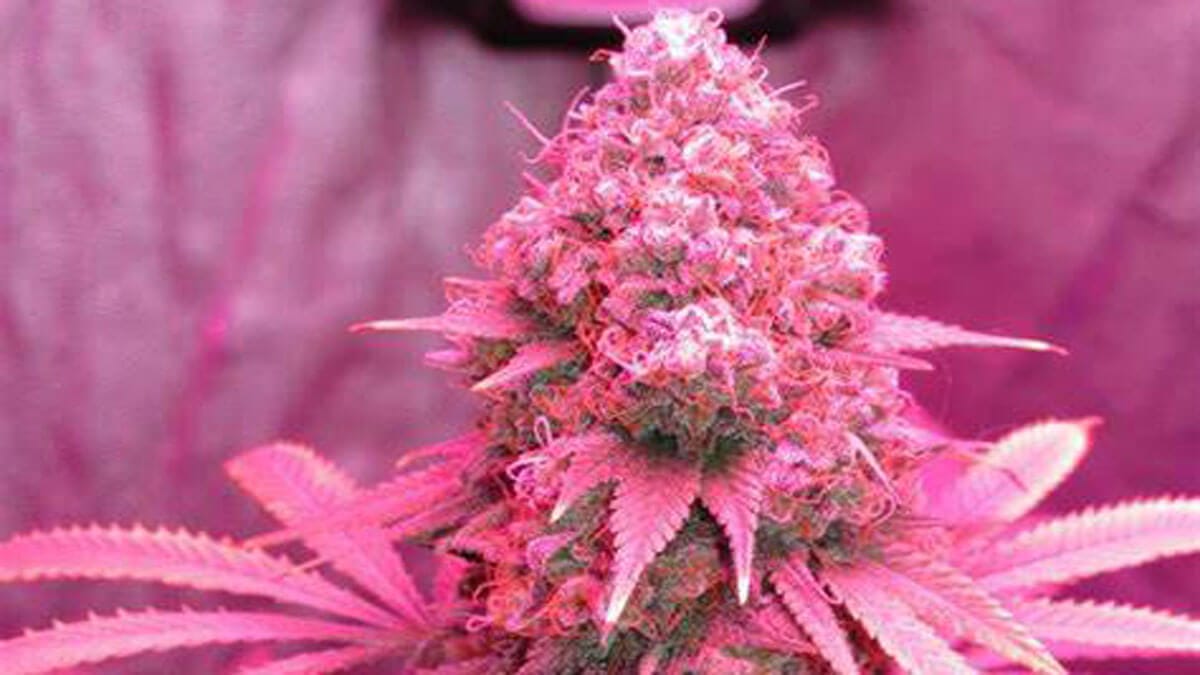 growing cannabis seeds indoors