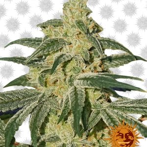 Afghan Hash Plant Regular Cannabis Seeds by Barney's Farm Seeds