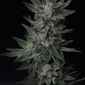 bubblegum autoflowering cannabis seeds
