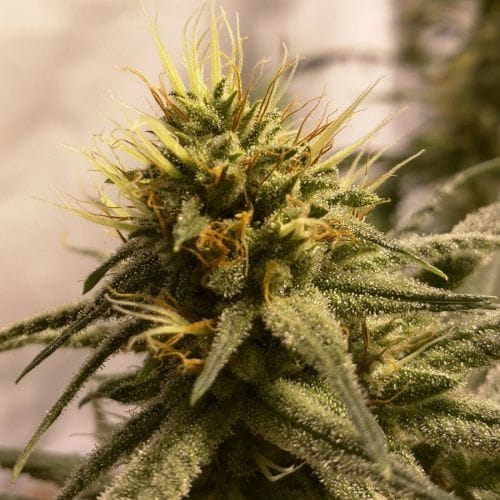 Pineapple chunk cannabis seeds