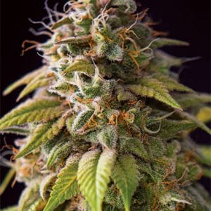 Caramel Monster Feminised Cannabis Seeds by Vision Seeds