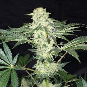 LA S.A.G.E. CBD Feminised cannabis seeds from T.H. Seeds