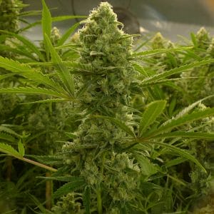 MK Ultra Feminised Cannabis Seeds by T.H. Seeds