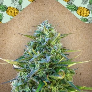 Critical Sour Feminised Cannabis Seeds by Female Seeds