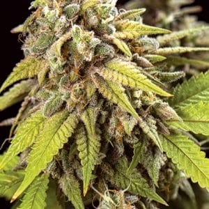 Doctor Jamaica Auto Feminised Cannabis Seeds by Vision Seeds