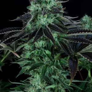 Darkstar Feminised Marijuana Seeds by T.H. Seeds