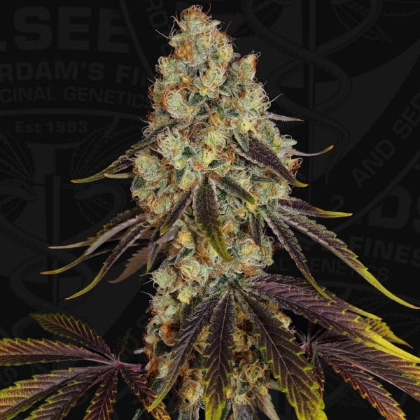 French Cookies Feminised Cannabis Seeds by T.H. Seeds