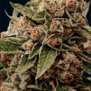 Lamb's Breath x AK-49 Feminised Cannabis Seeds by Vision Seeds