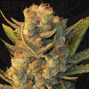 MK-Ultra Kush x Bubble Feminised Cannabis Seeds by T.H. Seeds