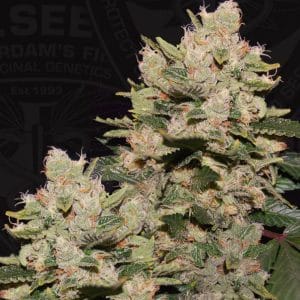 M.O.B. Feminised Cannabis Seeds by T.H. Seeds
