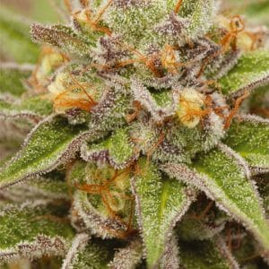 Pure Gelato Feminised Cannabis Seeds by Vision Seeds