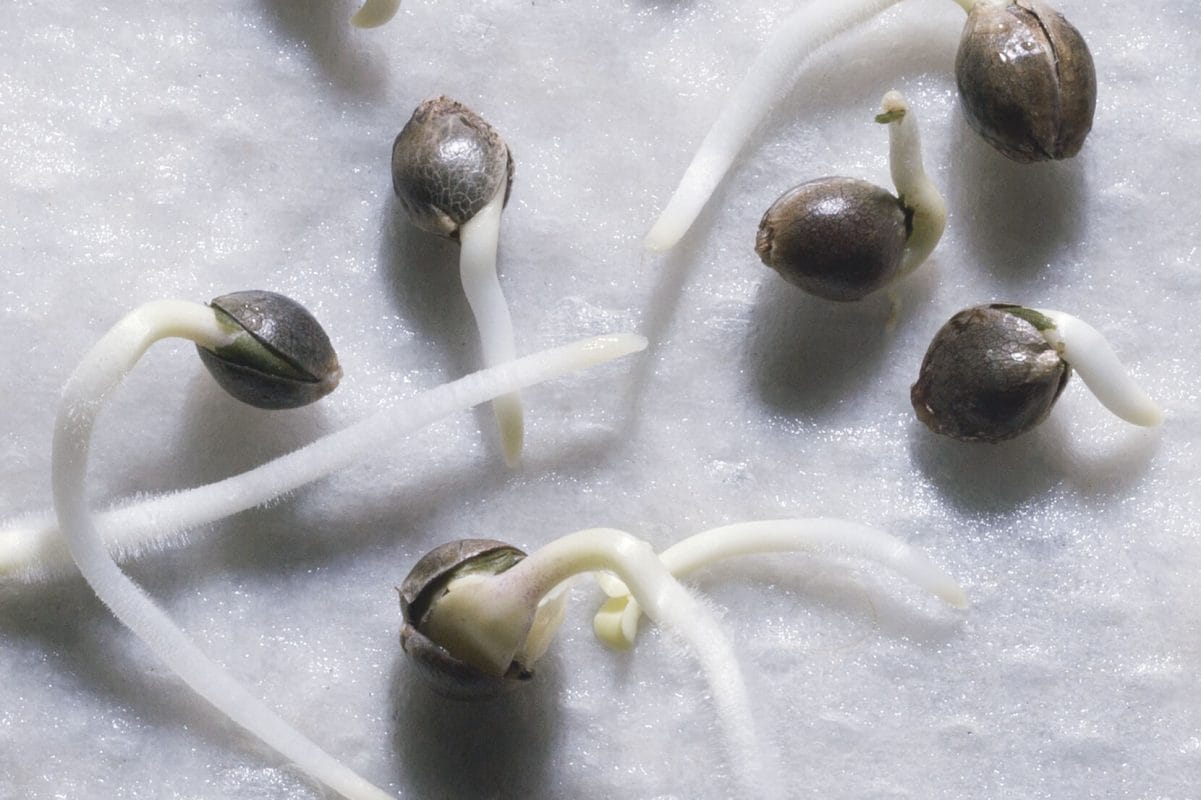 Asses the Quality of a Marijuana Seed - Coffee Shop Seeds - Weed Seeds