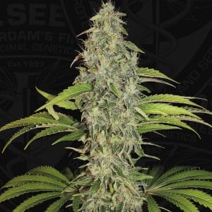 S.A.G.E. CBD Feminised Weed Seeds by T.H. Seeds