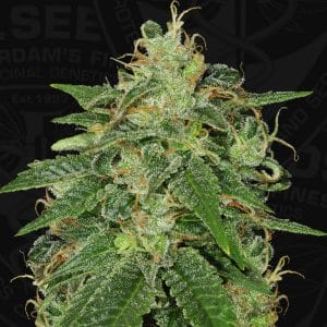 S.A.G.E Feminised Cannabis Seeds by T.H. Seeds
