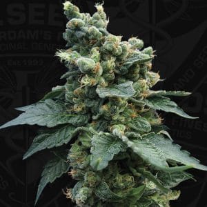 Sage 'n' Sour Feminised Marijuana Seeds by T.H Seeds