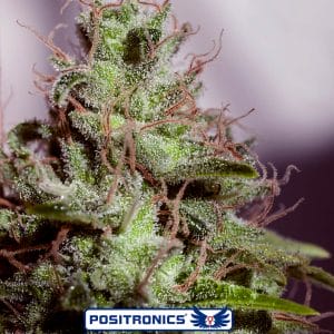 Super Cheese Express Auto Feminised Seeds by Positronic Seeds