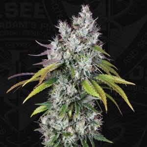 Underdawg OG Feminised Cannabis Seeds by T.H.Seeds