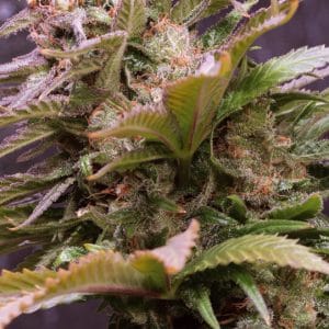 Vision Caramello Auto Feminised Cannabis Seeds by Vision Seeds