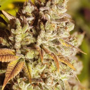 Vision Gorilla Feminised Cannabis Seeds by Vision Seeds