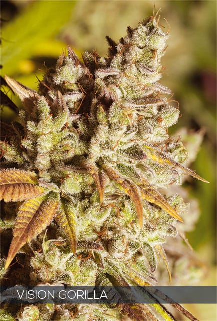 Vision Gorilla Feminised Cannabis Seeds by Vision Seeds
