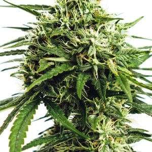 Vision Gorilla Auto Feminised Cannabis Seeds by Vision Seeds