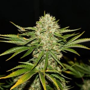 Wreckage Feminised Weed Seeds by T.H Seeds