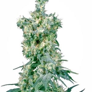 American Dream Regular Cannabis Seeds by Sensi Seeds