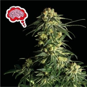 Amnesia FAST Feminised Cannabis Seeds by Seedsman
