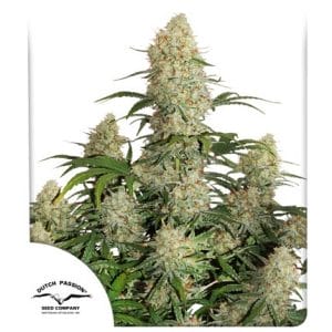 critical orange punch cannabis seeds by dutch passion