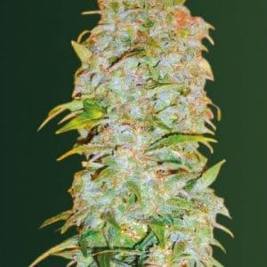 AK - 77V Feminised Cannabis Seeds by Victory Seeds