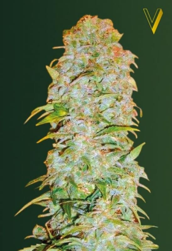 AK - 77V Feminised Cannabis Seeds by Victory Seeds