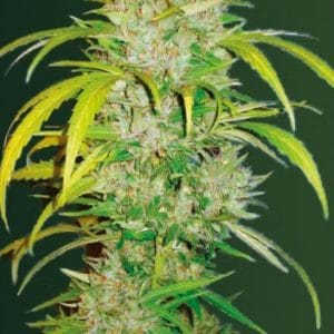 Big Angel Auto Feminised Cannabis Seeds by Victory Seeds