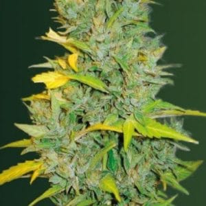 Biggest Bud Autoflowering cannabis seeds
