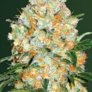 Bubblegum + PRO Auto Feminised Cannabis Seeds by Victory Seeds