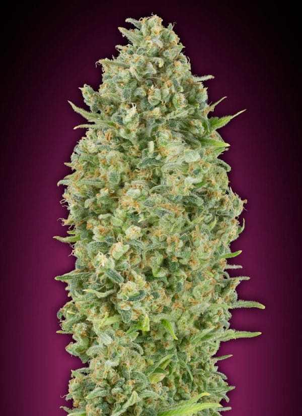 Bubble Gum Auto Feminised Cannabis Seeds by 00 Seeds