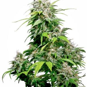 Californian Indica Regular Cannabis Seeds by Sensi Seeds