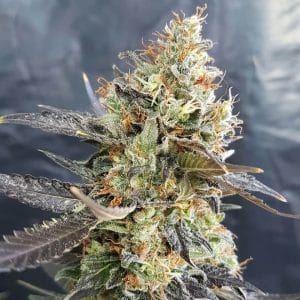CandyLand Feminised Cannabis Seeds by Garden Of Green