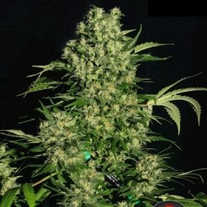 Chronic Feminised Cannabis Seeds by Serious Seeds