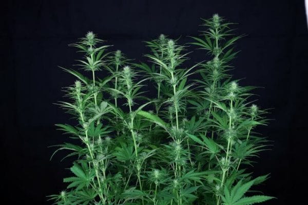 Cream & Cheese CBD Feminised Cannabis Seeds by Seedsman