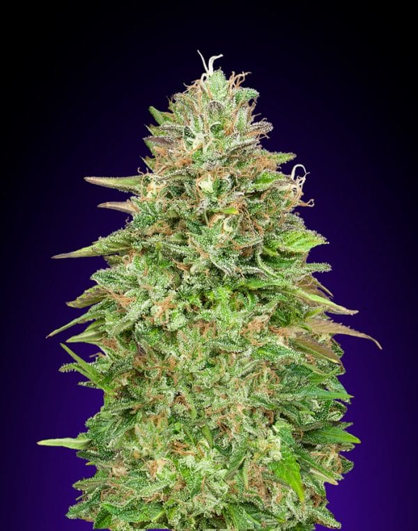 Critical Poison FAST Feminised Cannabis Seeds by 00 Seeds