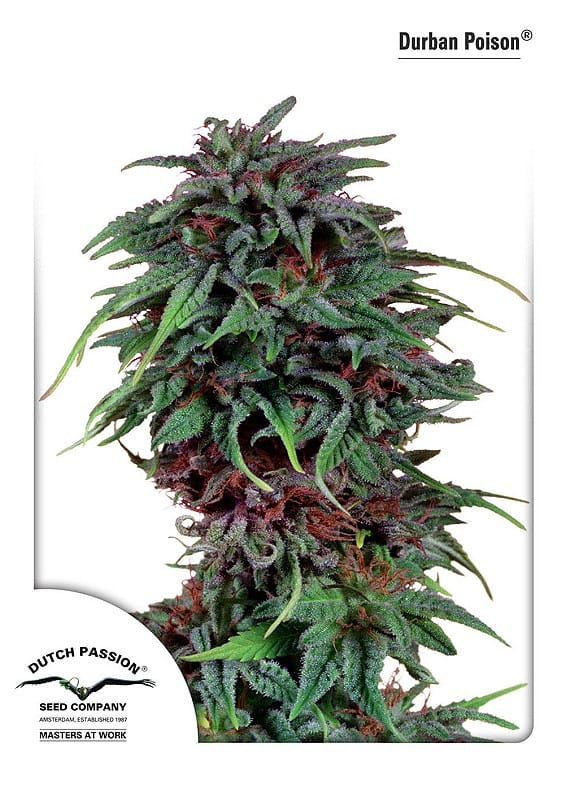 Durban Poison Feminised Cannabis Seeds by Dutch Passion