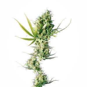 Durban Regular Cannabis Seeds by Sensi Seeds