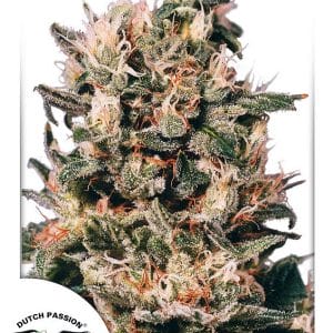 Euforia Feminised Cannabis Seeds by Dutch Passion