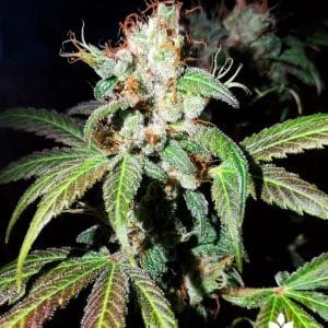 Dream Berry Feminised Cannabis Seeds by Female Seeds