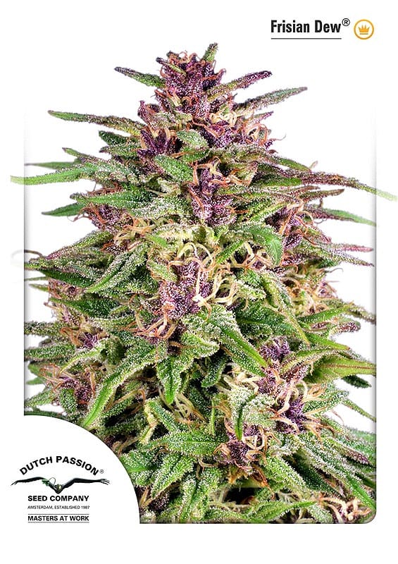 Frisian Dew Feminised Cannabis Seeds by Dutch Passion