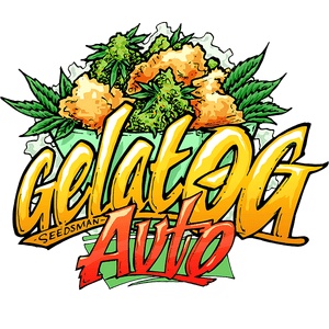 Gelat OG Autoflowering cannabis seeds
