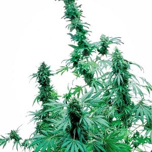 Early Skunk Regular Cannabis Seeds by Sensi Seeds