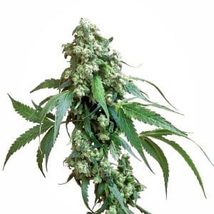 Jack Flash Regular Cannabis Seeds by Sensi Seeds