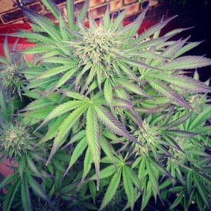 Orbital G Diesel Feminised Marijuana Seeds by Sumo Seeds