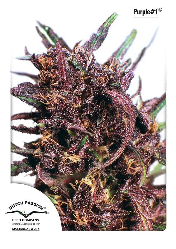 Purple #1 Feminised Cannabis Seeds by Dutch Passion